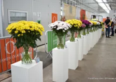 Besides the trials, Dümmen Orange also shows their chrysanthemums in a vase, which is important to the trade. Also the varieties that are still on code are presented. In this way, they can get feedback and decide to continue with breeding or not. 